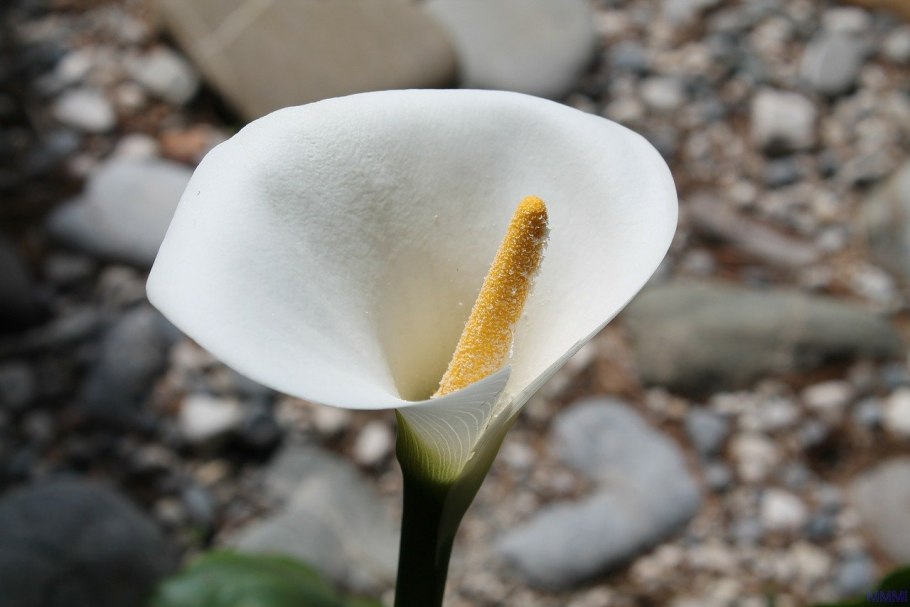 Calla Lilies Flowers