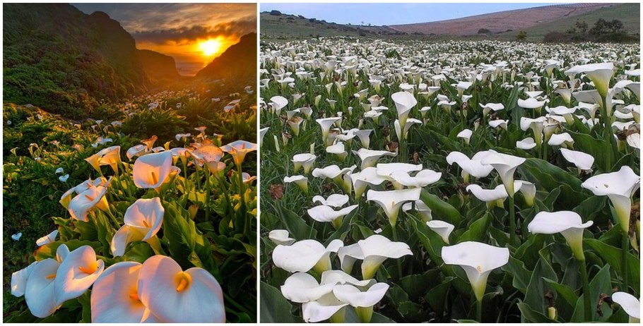 Калла Нэшвиль