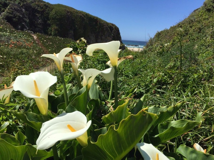 Белокрыльник (Калла)