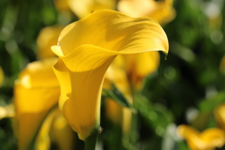 Весенние цветы из фетра