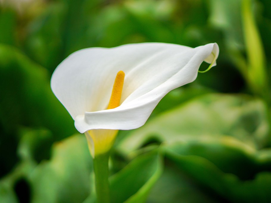 Красивые каллы