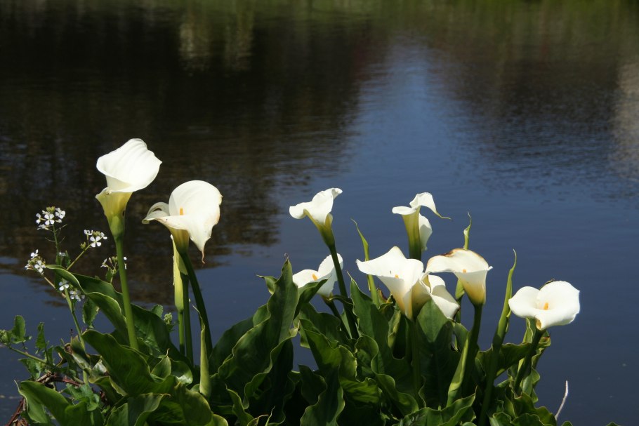 Calla Lily цветок