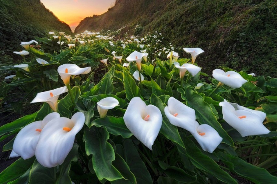 Цветы каллы в калифорнийской долине Calla Lily Valley
