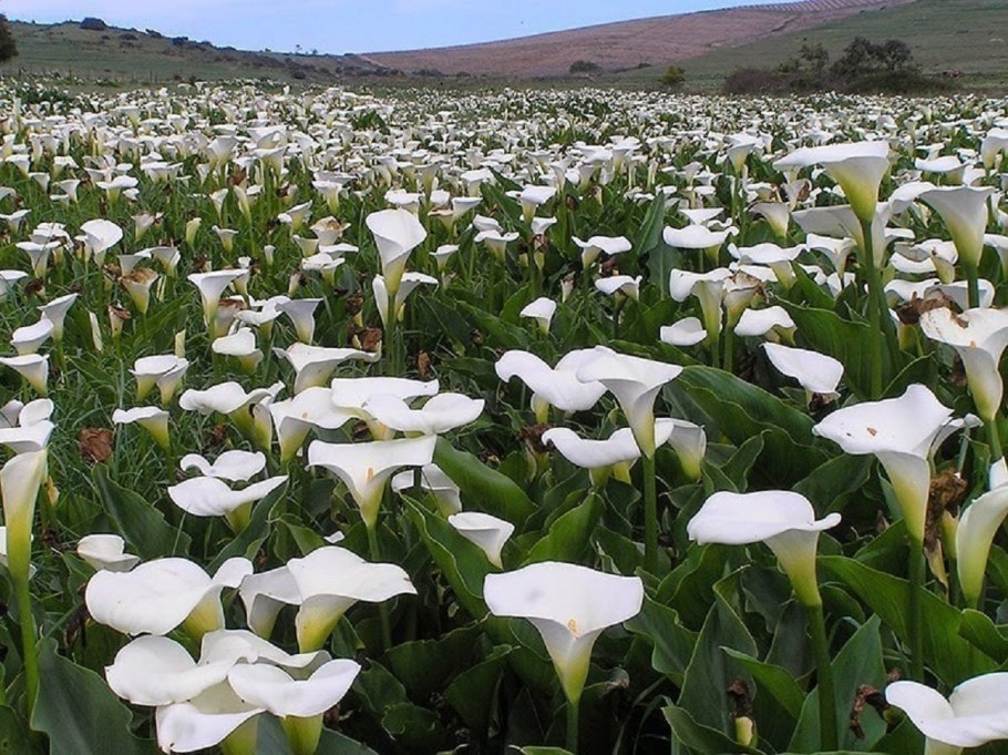 Калла эфиопская или белокрыльник