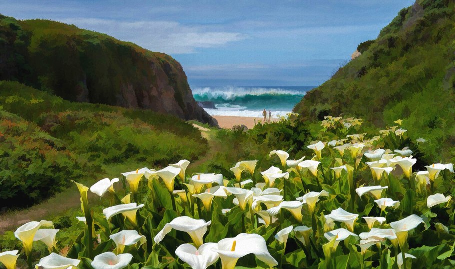 Калла Сайгон