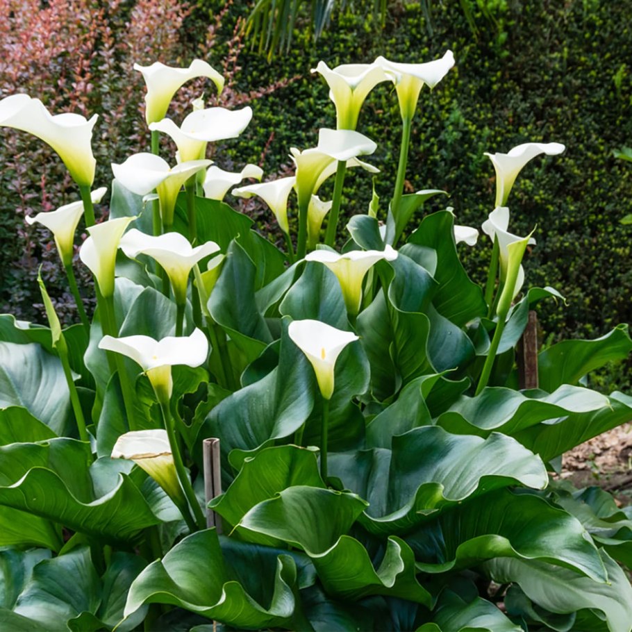 Калла (Зантедеския) микс