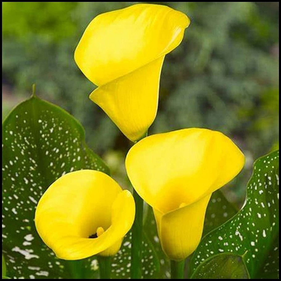 Калла Маджестик ред Majestic Red