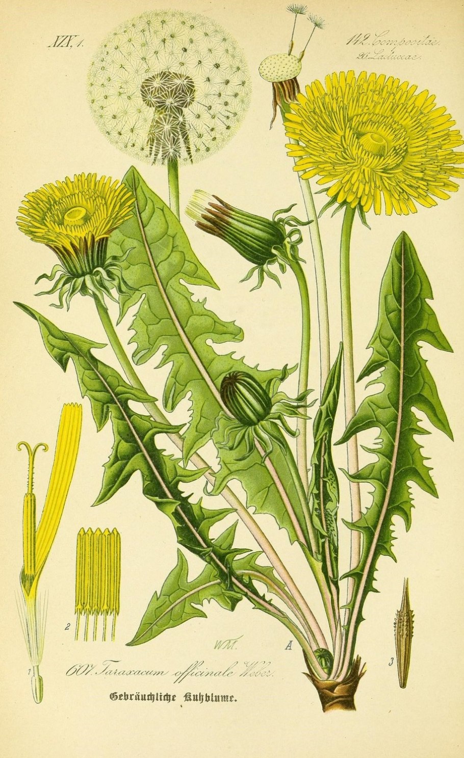 Ботаническая иллюстрация Taraxacum