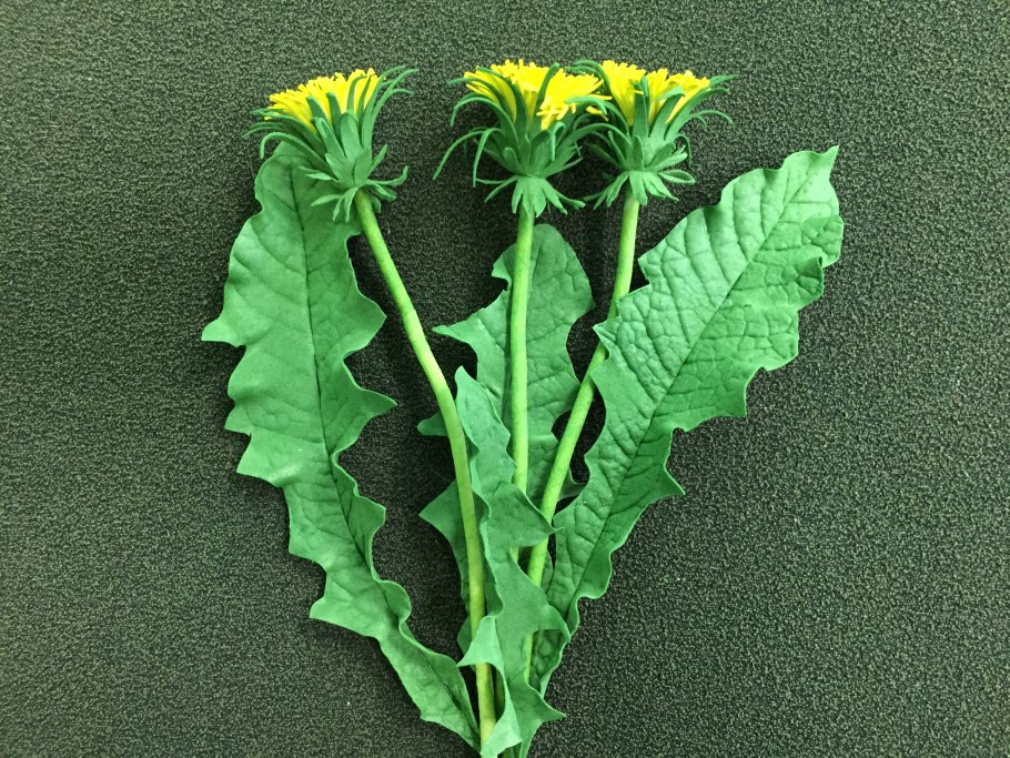 Dandelion root - корень одуванчика