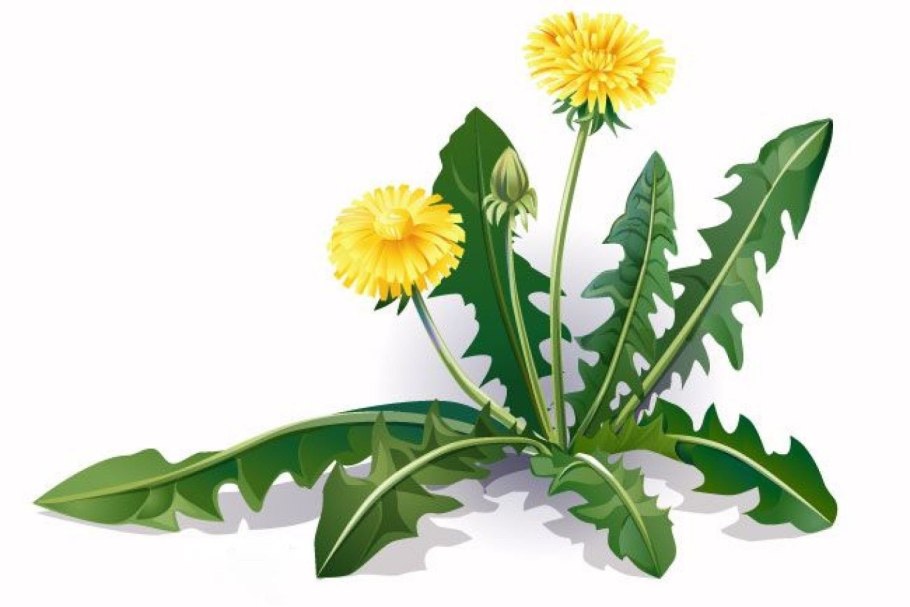 Одуванчик строение растения
