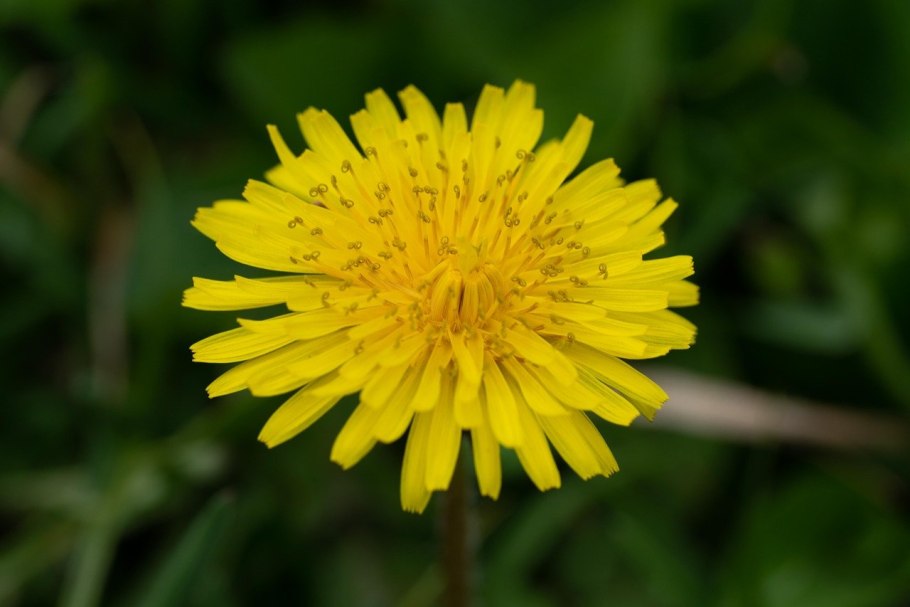 Чашелистик одуванчика