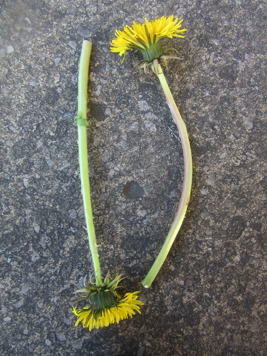 Цветонос одуванчика