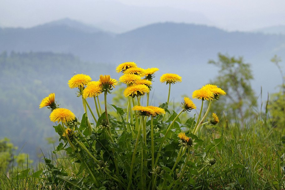 Стадии развития одуванчика