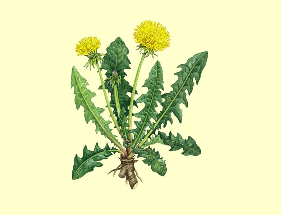 Ботаническая иллюстрация Taraxacum