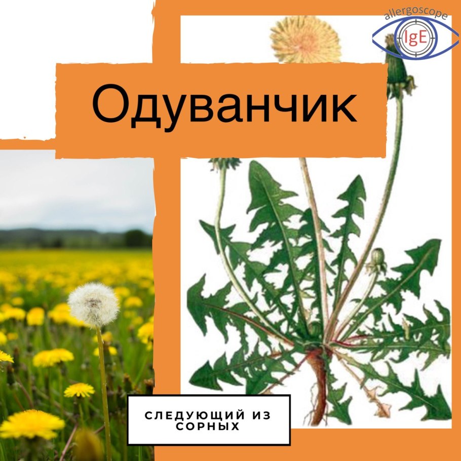 Строение корня одуванчика