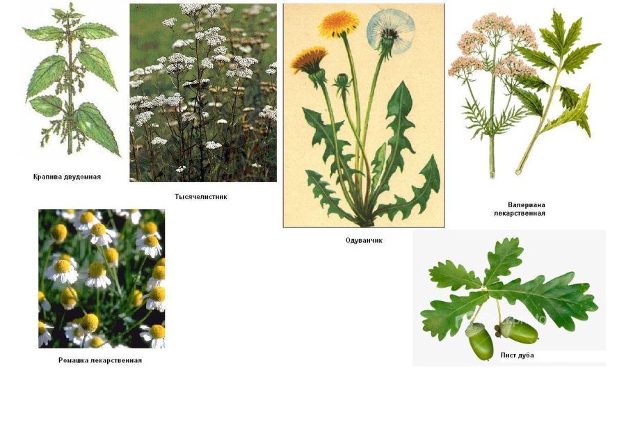Одуванчик Цветоносная стрелка