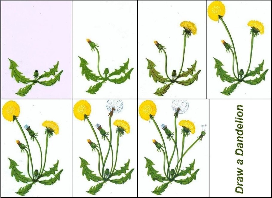 Ботаническая иллюстрация Taraxacum