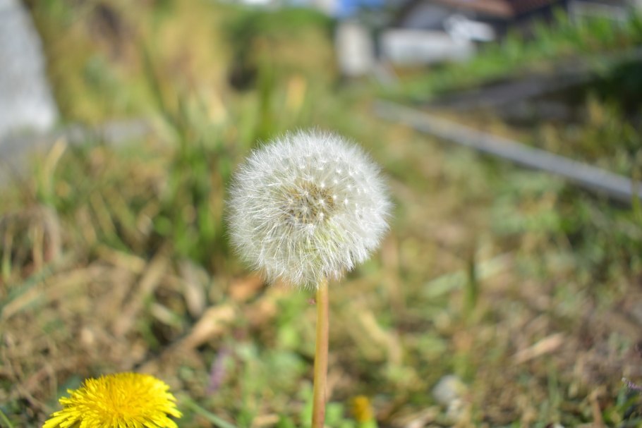 Стадии цветения одуванчика