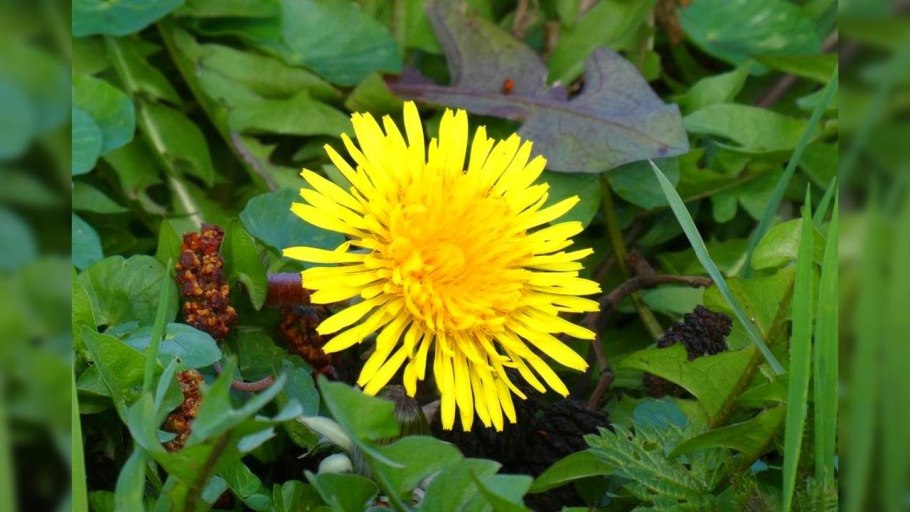 Taraxacum officinale Ботанический рисунок