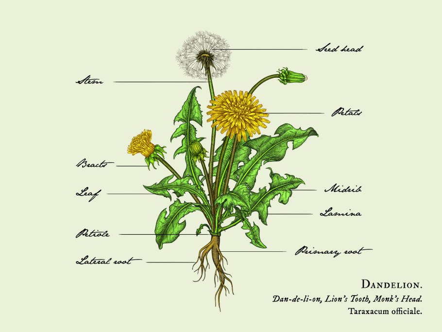 Диаграмма Taraxacum officinale