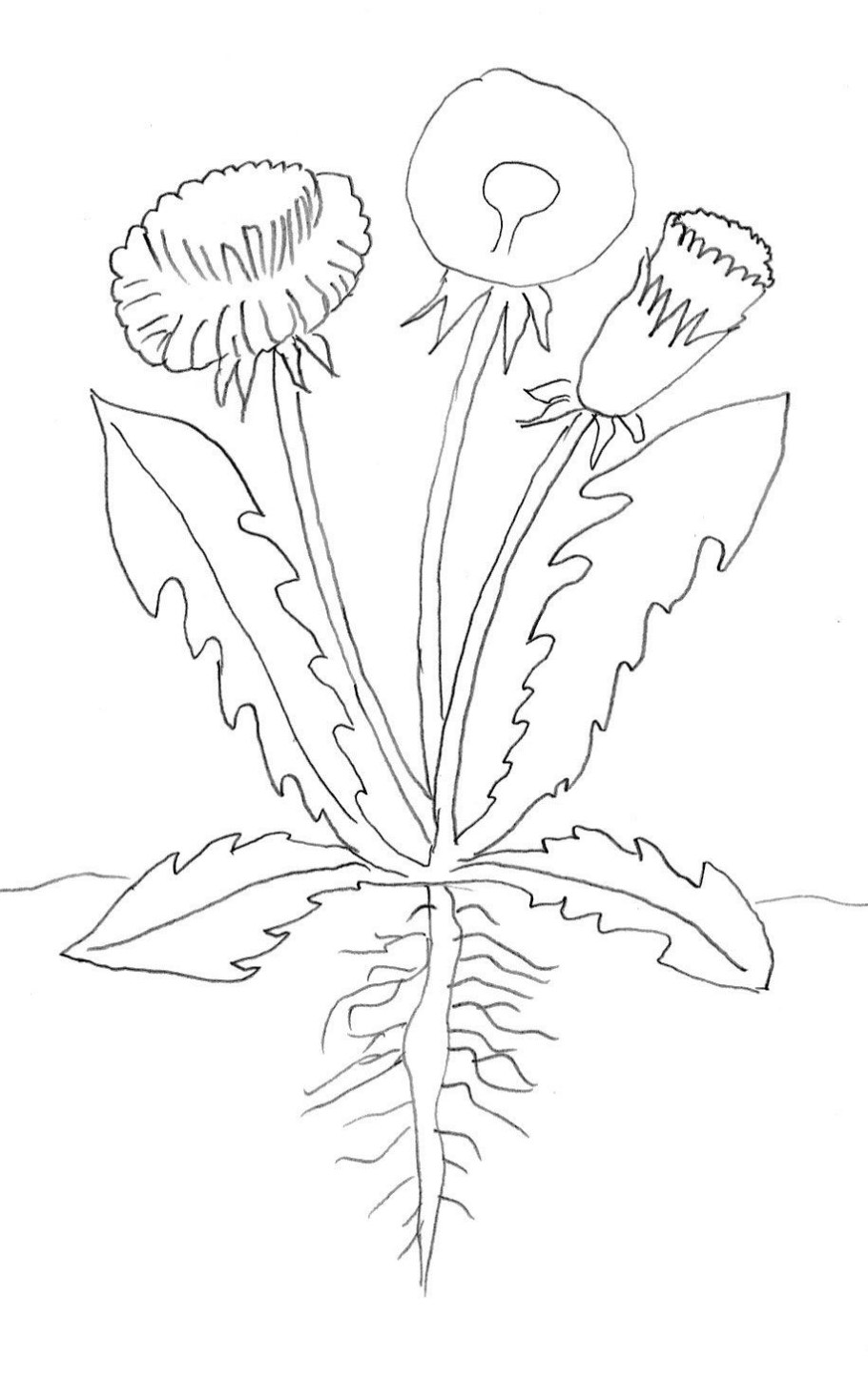 Одуванчик полевой обыкновенный