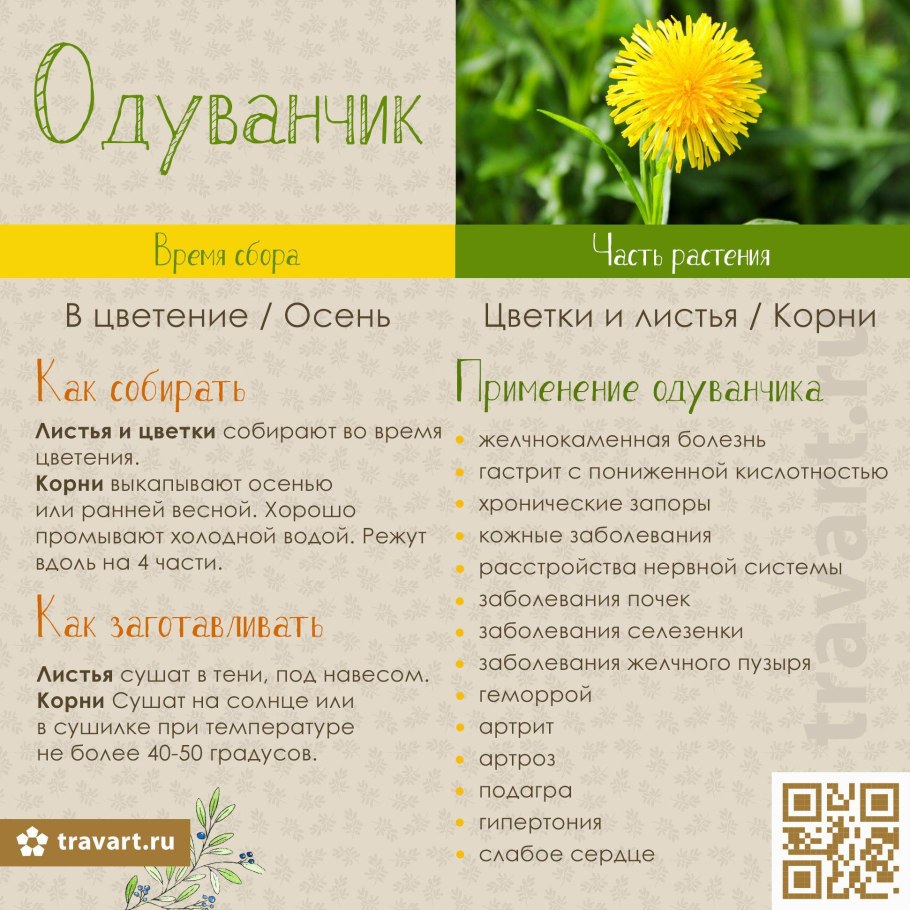 Dandelion root - корень одуванчика
