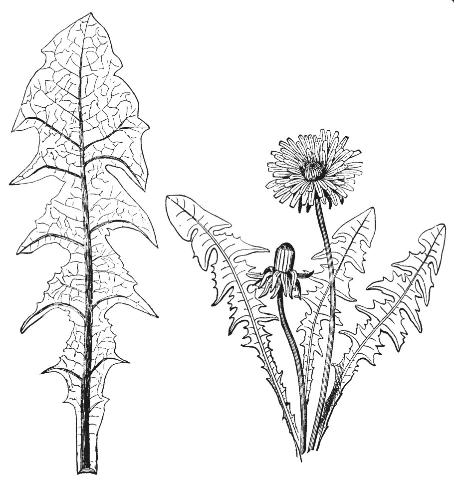 Одуванчик лекарственный корень