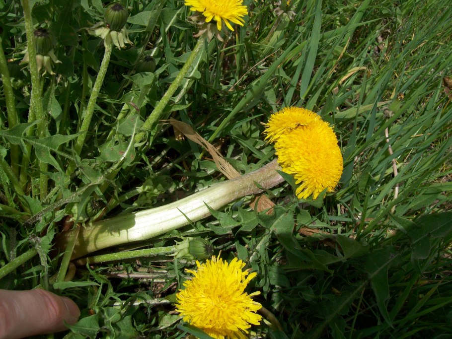 Данделион Роот