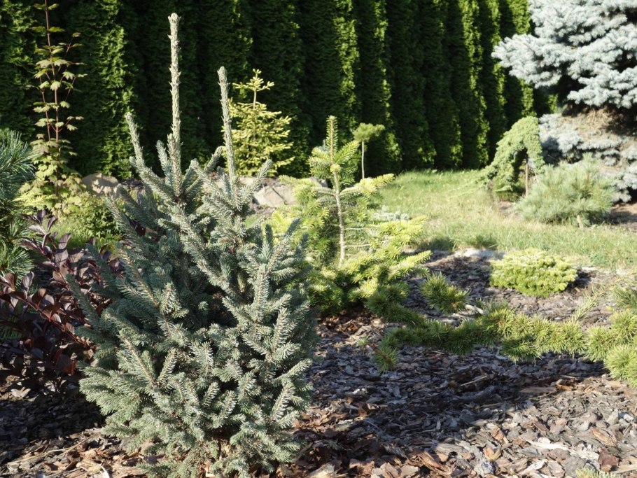 Ель черная Picea Mariana