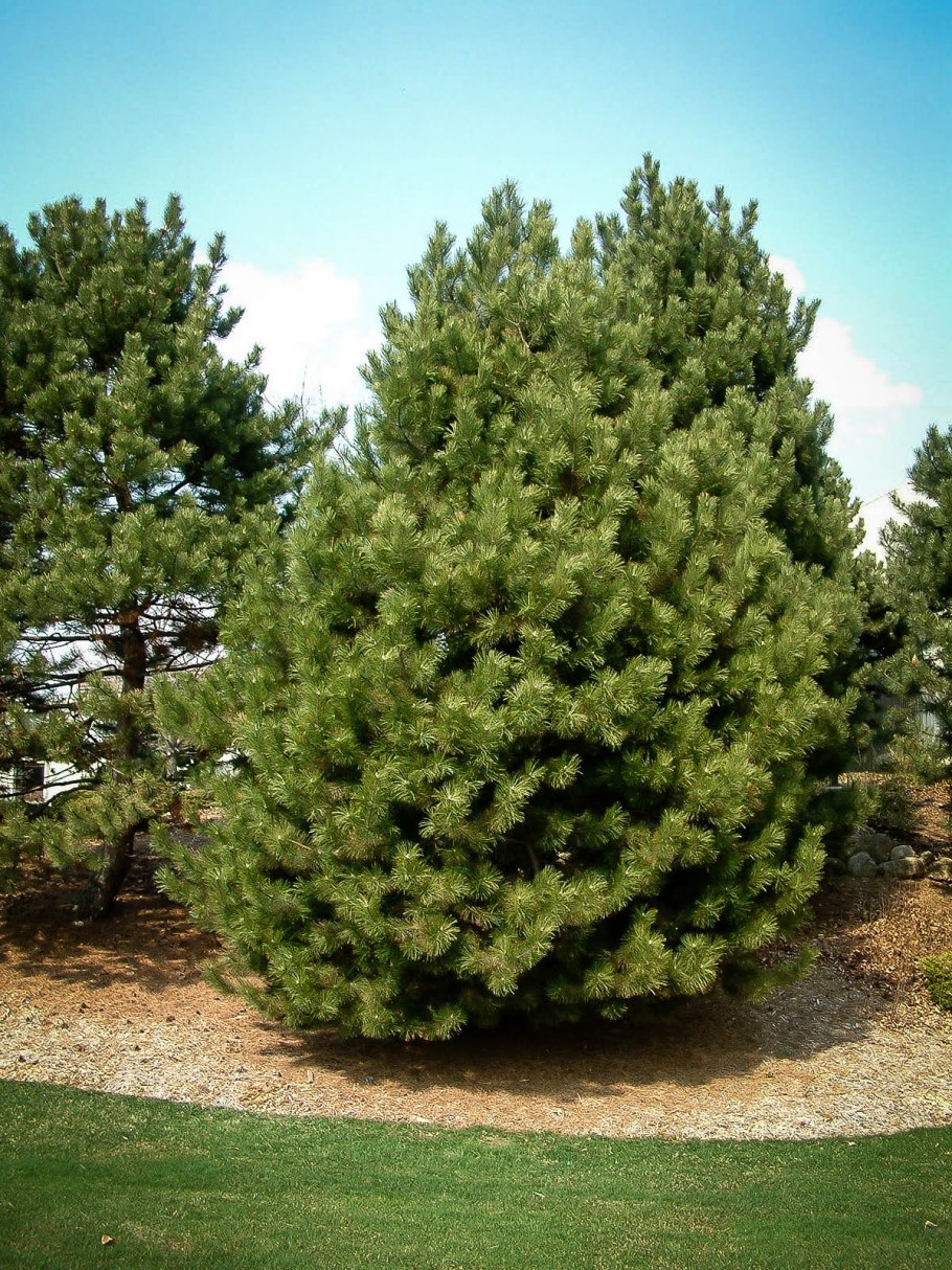 Сосна Pinus nigra