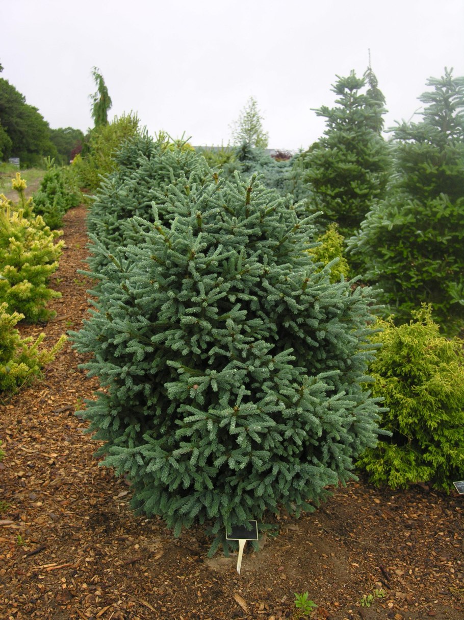 Picea Mariana Teardrop