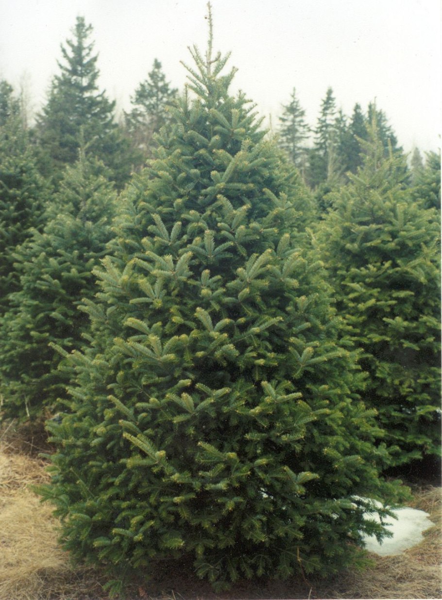 Picea Mariana Beissneri