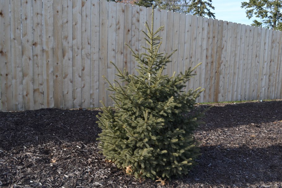 Picea Mariana 'pumila'