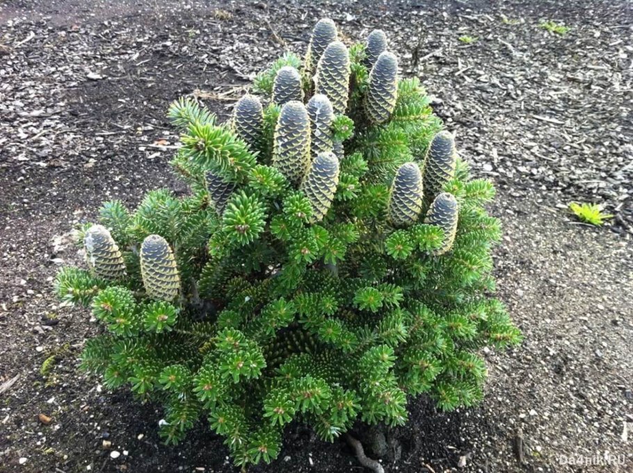 Пихта корейская Кореана