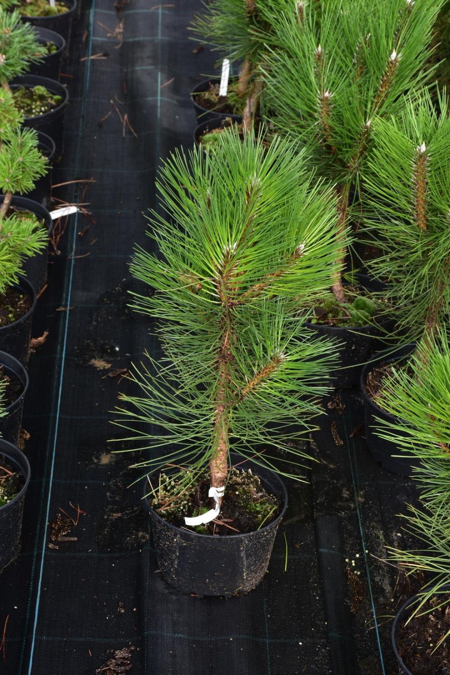 Сосна черная "Ронделло" Pinus nigra "Rondello"