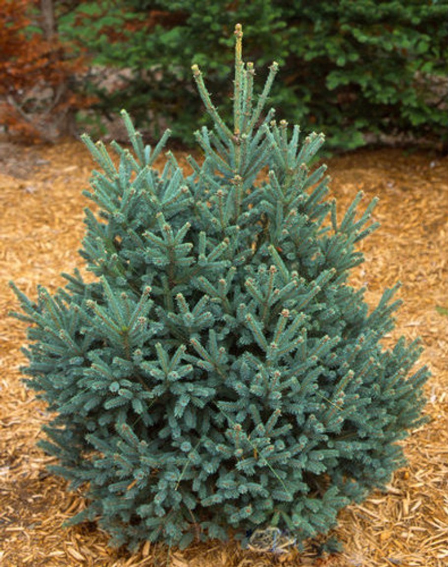 Ель Нана Глаука