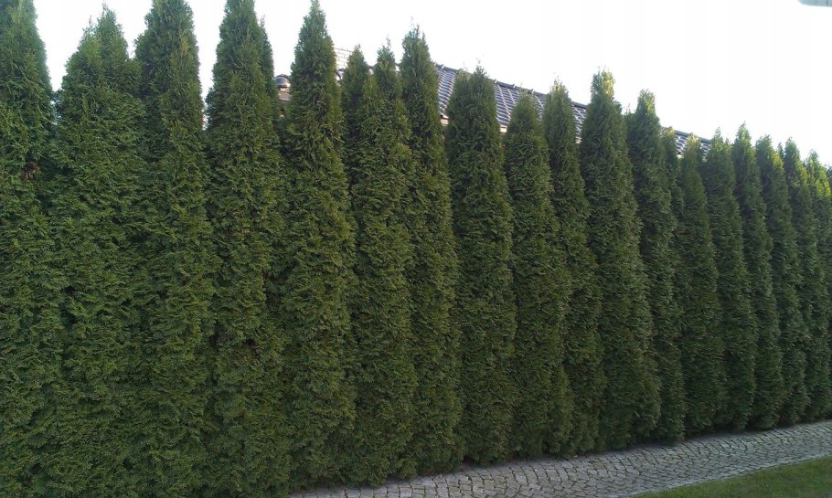 Туя Западная Смарагд Живая изгородь
