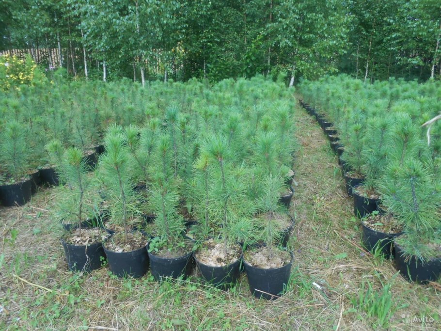 Кедр Сибирский питомник