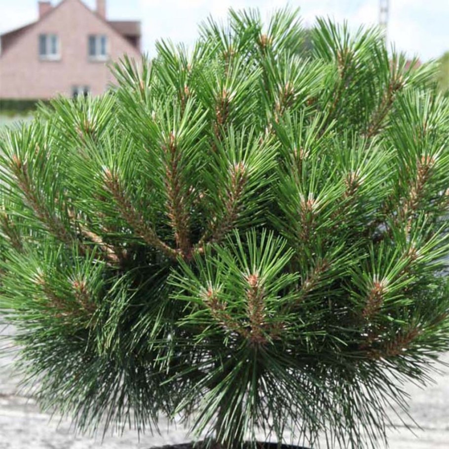 Pinus nigra Брепо