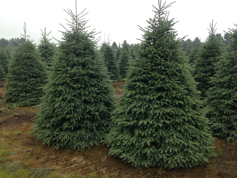 Ель канадская var. Densata