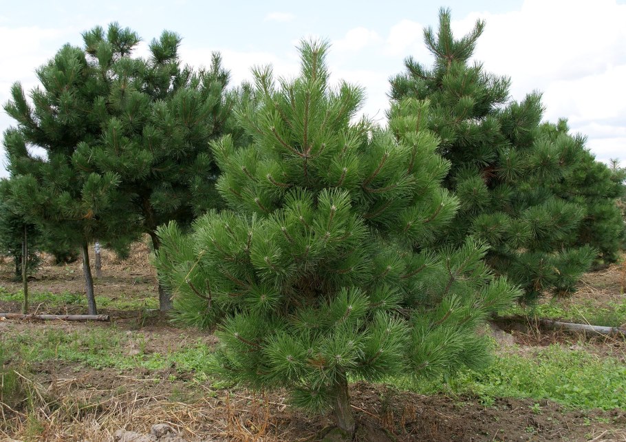 Сосна обыкновенная Pinus Sylvestris