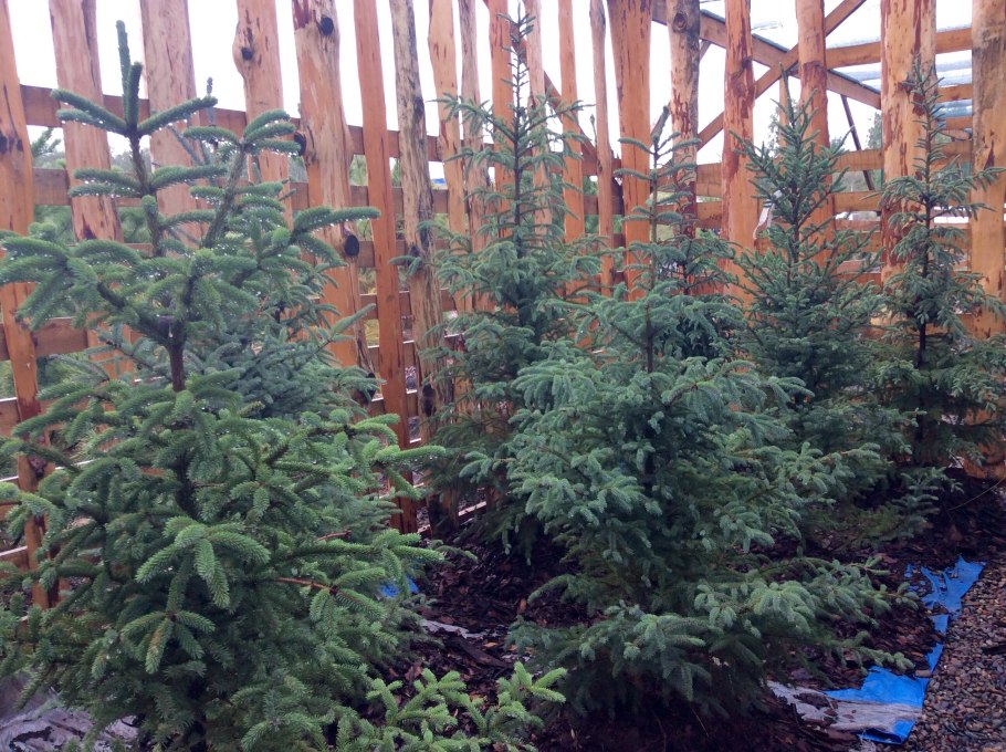 Ель Байснери