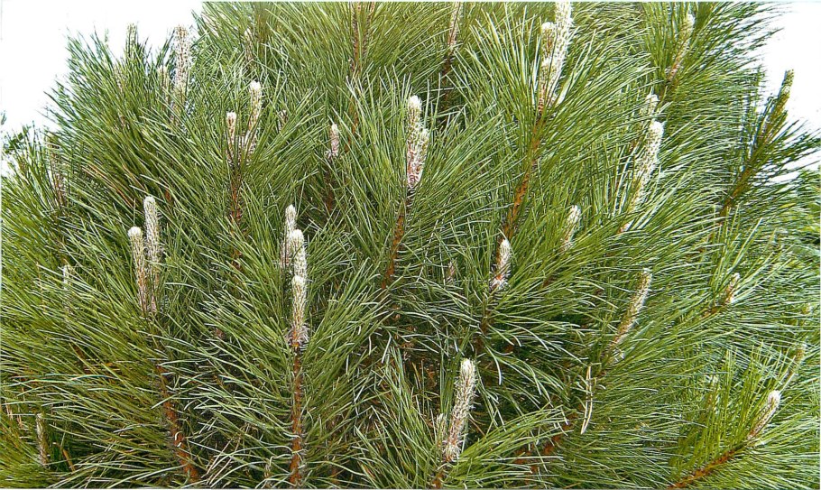 Сосна черная Бамбини