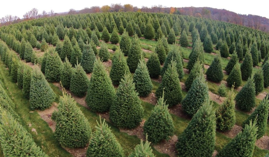 Ель обыкновенная коническая