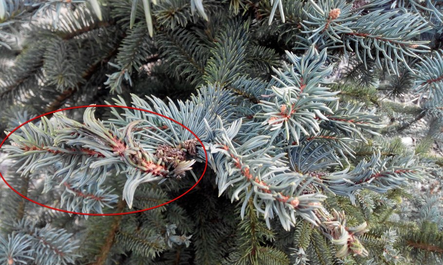 Голубая ель Шютте болезни