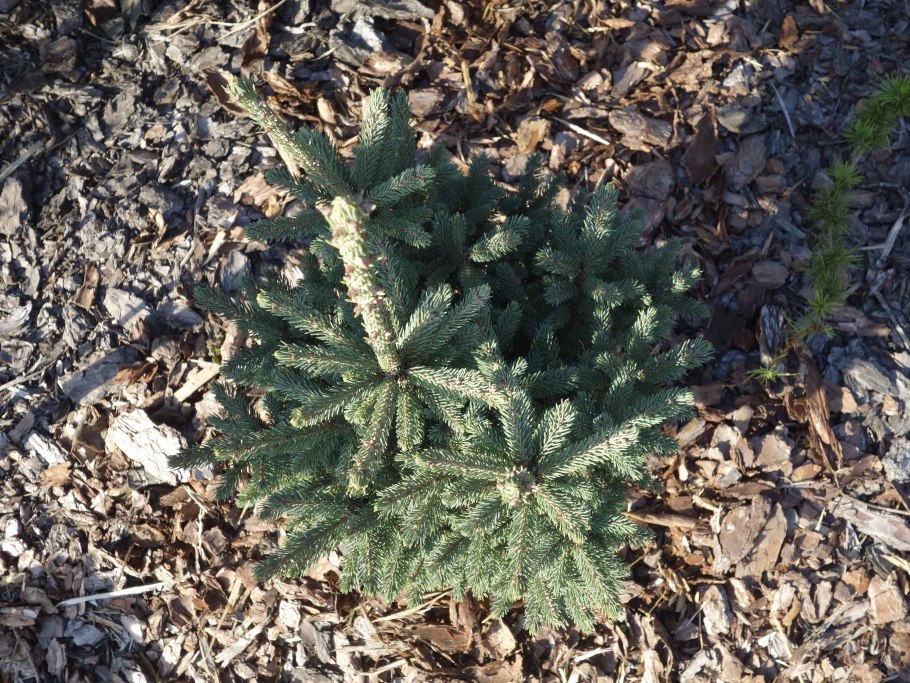 Ель Picea Mariana Beissneri