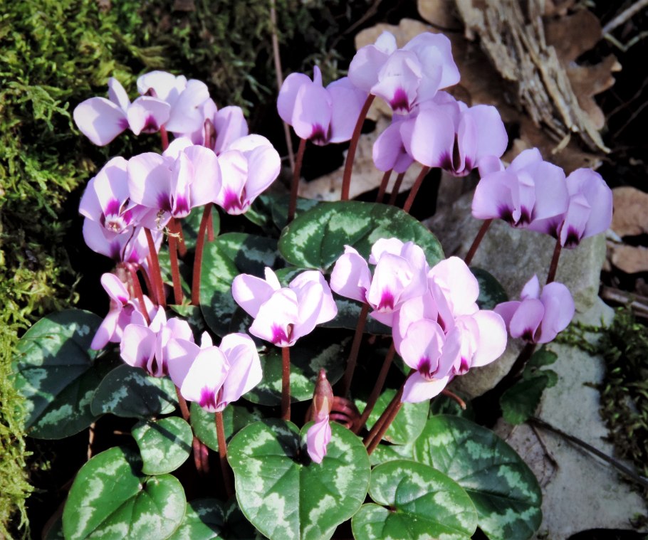 Cyclamen pseudibericum