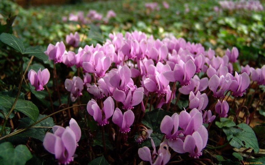Цикламен Silverado Magenta
