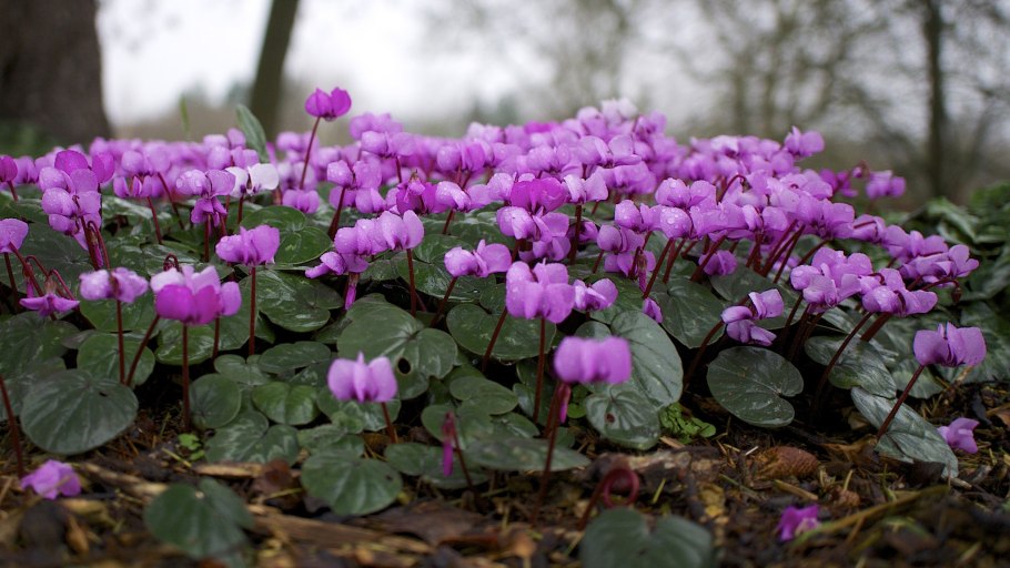 Цикламен пурпурный Cyclamen PURPURASCENS