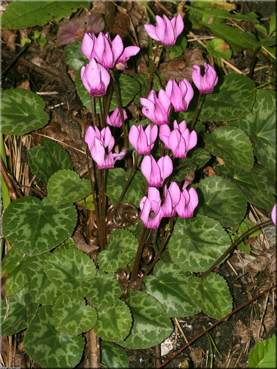 Цикламен косский